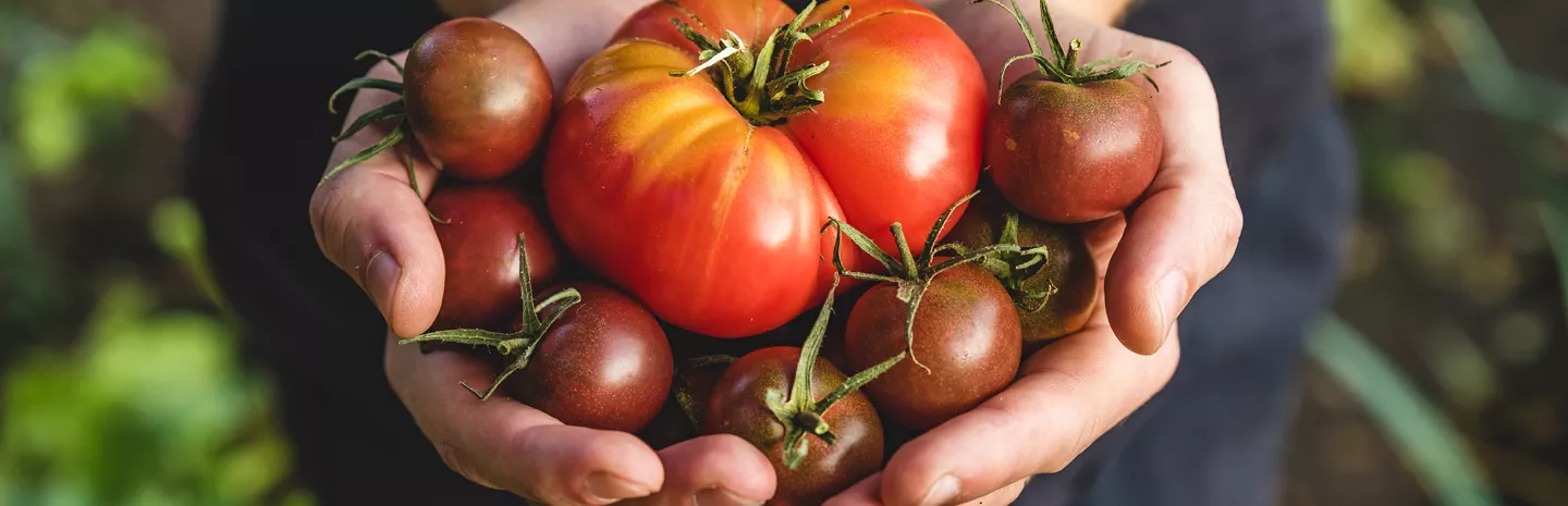 hands holding tomatoes