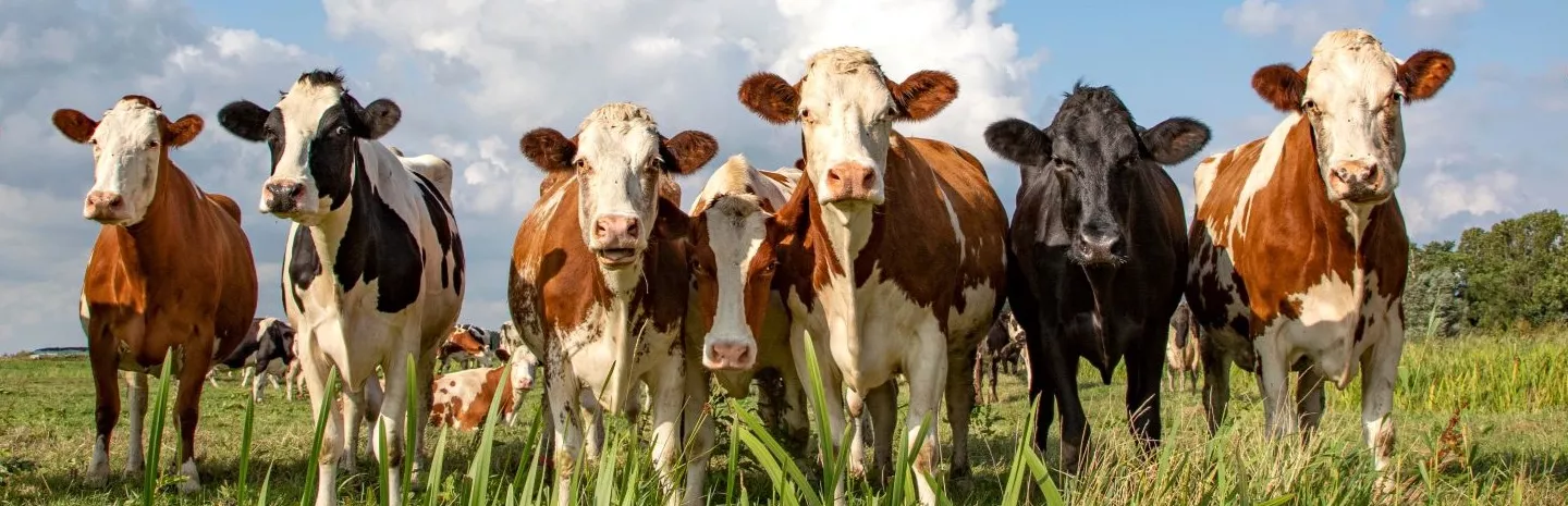 Group of cows stand upright on the edge of a meadow in a pasture, a panoramic wide view