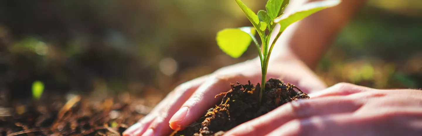 hands planting a young plant