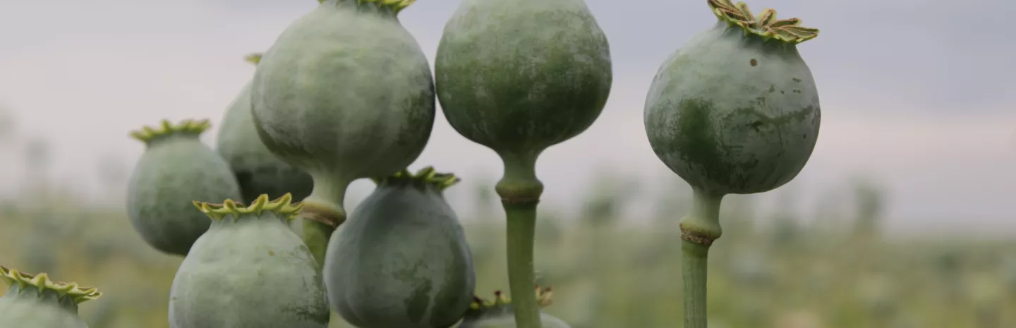 Tell the FDA to Keep Poppy Seeds Free of Dangerous Opiate Contamination