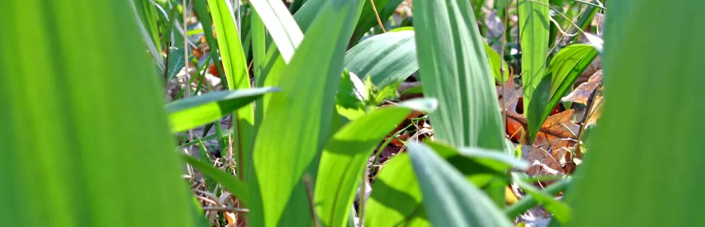 Nation's Health Groups Oppose Appropriations Riders Aimed at Gutting Dietary Guidelines for Americans