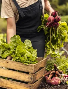 Farmer gathers vegetables on a farm