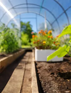 Plants in a greenhouse