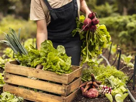 Farmer gathers vegetables on a farm