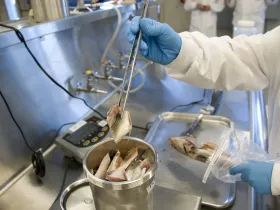 Seafood being inspected by the FDA