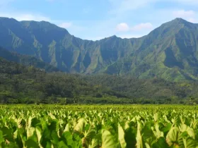 A taro farm in Hawaii.
