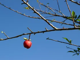A red apple hanging from an otherwise bare tree.