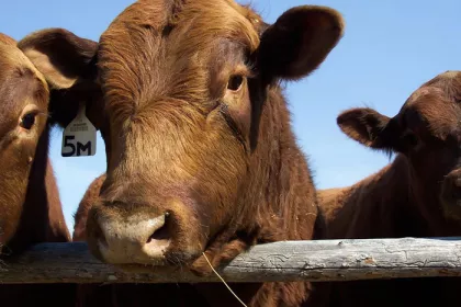 cows behind wooden fence