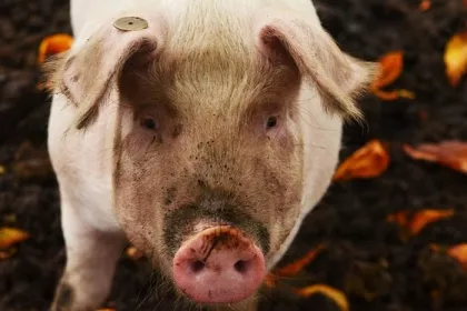 Pig facing camera, standing in mud