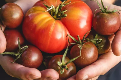 hands holding tomatoes