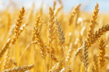 a wheat field