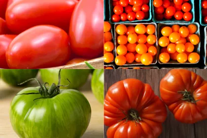 4 photos of 4 kinds of tomatoes