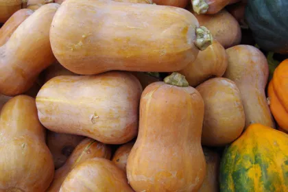pile of honeynut squash