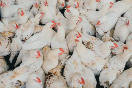 Crowded chicken pen on a factory farm, salmonella