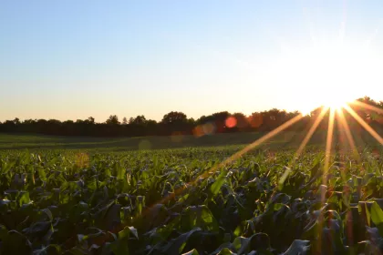 Cornfield at sunset