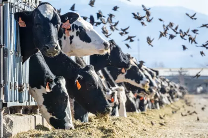 Tagged cows lined up eating from a trough through a feeding fence
