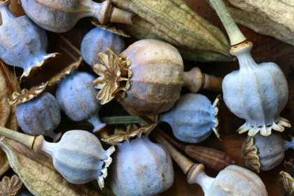 A collection of poppy pods