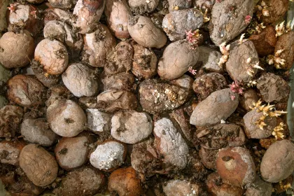 A bunch of rotting potatoes