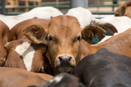 heard of cows with one brown cow looking at the camera