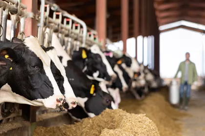 Dairy cows peeking out from behind stall fence in livestock farm