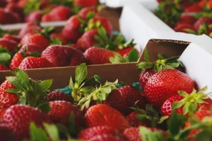 Seasonal produce - a closeup of carboard crates of strawberries for sale