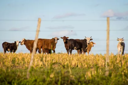 Cattle in a field
