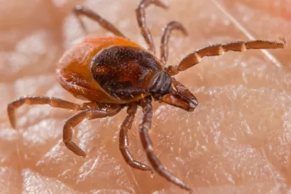 close up of a tick on human skin