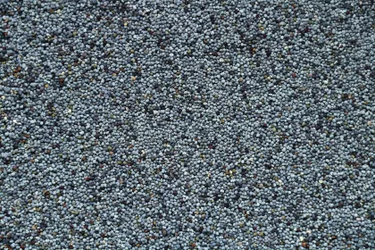 A closeup of poppy seeds in which you can see their peppercorn-like texture