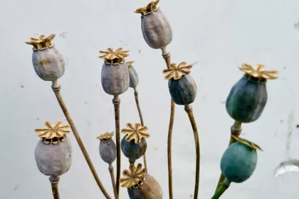 Dried poppy pods