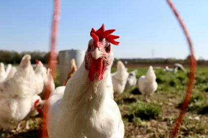Grass fed chickens