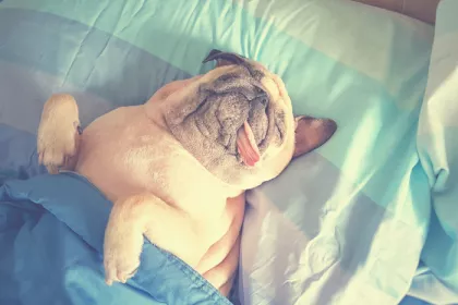 pug laying tucked undercovers upside down