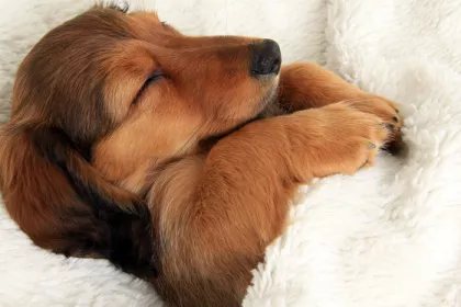 small dog sleeping in white sheets
