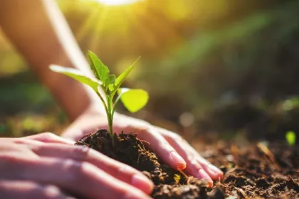 hands planting a young plant