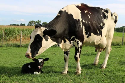 Cow and calf in a field