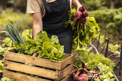 Farmer gathers vegetables on a farm