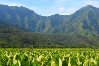 A taro farm in Hawaii.