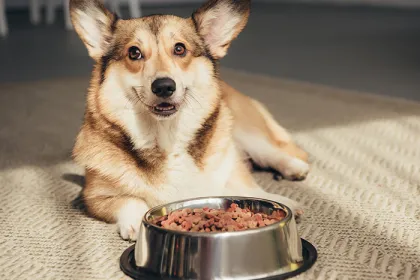 Dog with pet food bowl