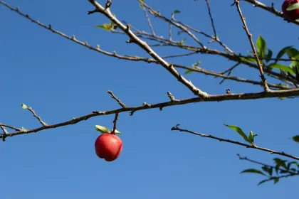 A red apple hanging from an otherwise bare tree.