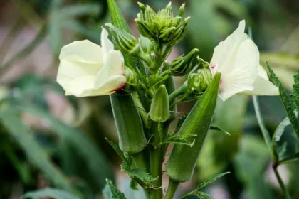 A flowering okra plant