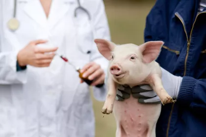 FDA’s New Report on Antibiotics in Farm Animals Adds Urgency to Fight for Responsible Antibiotics Use