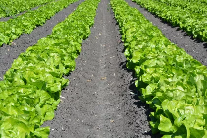 Yuma Lettuce Outbreak Investigation Highlights Urgent Need to Fully Implement Food Safety Modernization Act