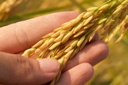 Biotech Blog: Ramifications of Exemption and Self-Determination Provisions in USDA’s New SECURE Rule