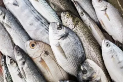 fish