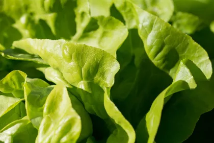 Letter to FDA: Requesting Improved Traceability for Produce
