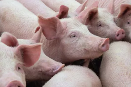 Pigs in a pen