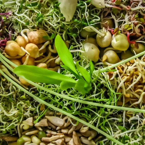 a plate of sprouts and other vegetables