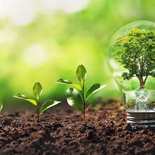 A growing seed turns into a tree inside a lightbulb, growth and idea concept