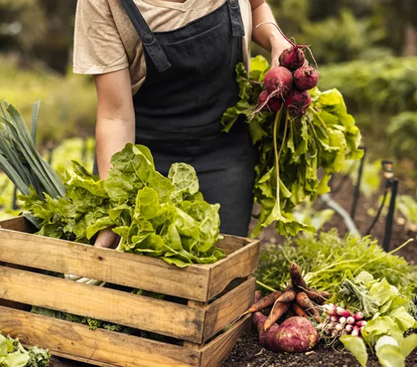 Farmer gathers vegetables on a farm