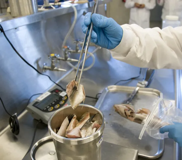 Seafood being inspected by the FDA