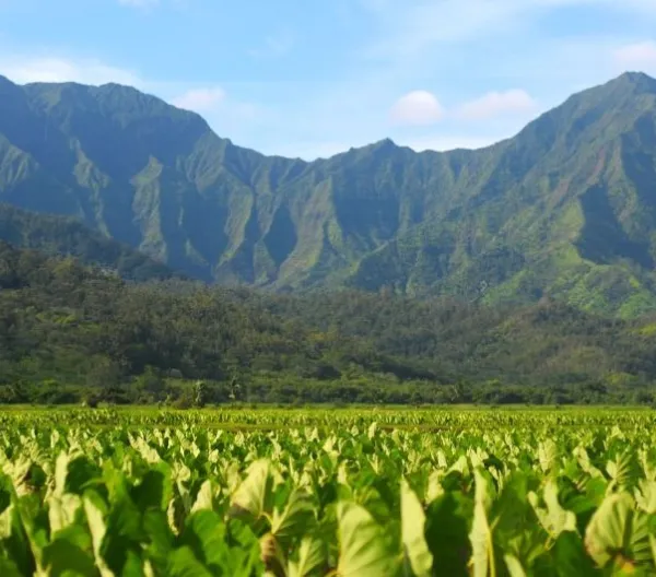 A taro farm in Hawaii.